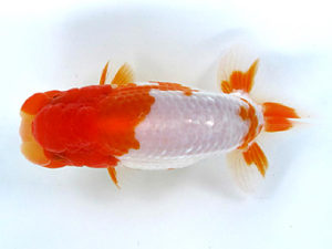 山梨錦城会　取締一　庄村　清　山梨