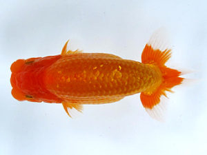 山梨錦城会　取締二　鈴木友来　岐阜