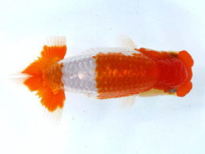 山梨錦城会　東大関　庄村　清　山梨