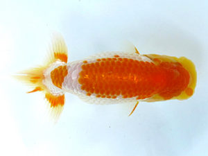 山梨錦城会　西大関　村田祐則　神奈川