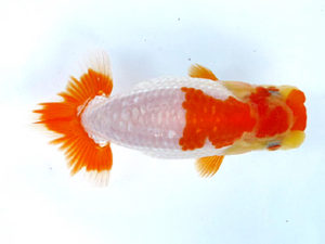 山梨錦城会　立行司　武田広幾　長野