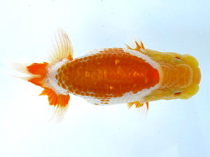 山梨錦城会　取締一　鈴木友来　岐阜