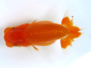 山梨錦城会　取締二　江藤芳一　函南