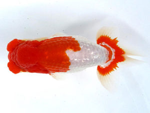 山梨錦城会　東大関　小山徹志　山梨