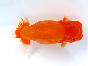 山梨錦城会　西大関　中根利夫　長野