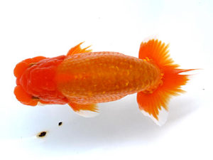 山梨錦城会　立行司　庄村　清　山梨