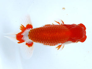 山梨錦城会　取締一　千葉和夫　埼玉