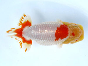 山梨錦城会　取締二　山崎晴彦　長野