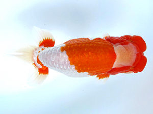 山梨錦城会　東大関　小山徹志　山梨