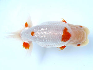 山梨錦城会　西大関　木暮　實　長野