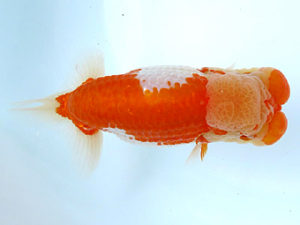 山梨錦城会　立行司　小山徹志　山梨