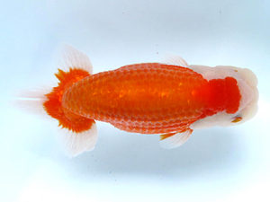 山梨錦城会　取締一　木暮　實　長野