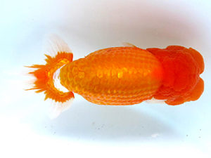 山梨錦城会　取締二　中根利夫　長野