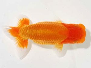 横浜観魚会　東大関　瀬野正樹