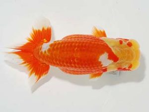 横浜観魚会 行司一　望月武雄