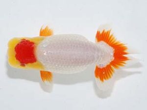 横浜観魚会 行司二　佐久間　誠