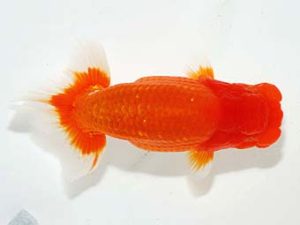 横浜観魚会 脇行司一　津島洋介