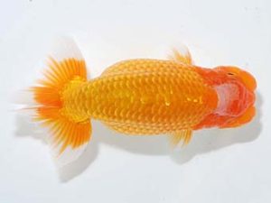 横浜観魚会 脇行司二　秋元和男