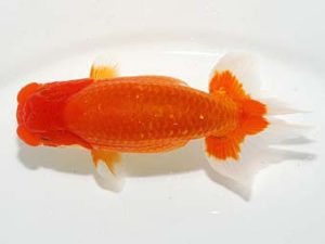 横浜観魚会　西大関　鈴木友来