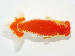 横浜観魚会　立行司　村田祐則