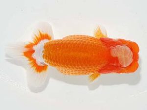 横浜観魚会　取締一　吉野美文