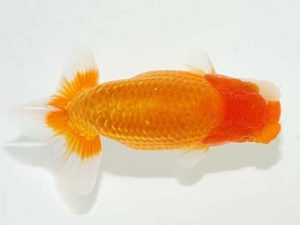 横浜観魚会　取締二　丸山克昌