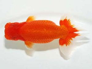 横浜観魚会 東関脇　鈴木貴光