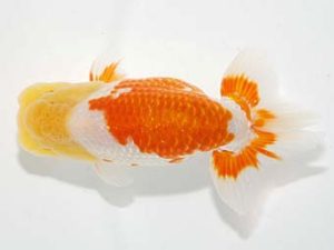 横浜観魚会 西関脇　作本守聡