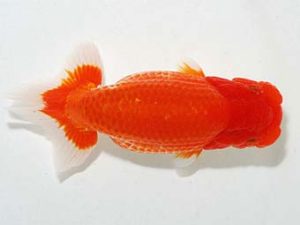 横浜観魚会 東小結　平田哲也