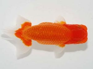 横浜観魚会 西小結　佐藤徳正