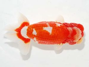 横浜観魚会　東大関　三宅雅也