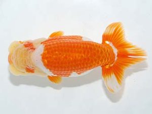 横浜観魚会　取締一　大久保義彰