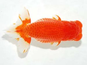 横浜観魚会　取締二　村田祐則