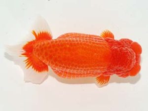 横浜観魚会　東大関　三宅雅也