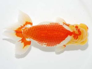 横浜観魚会　西大関　田村　智