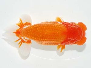 横浜観魚会　立行司　野嶋隆一