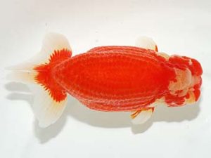 横浜観魚会　取締一　三宅雅也