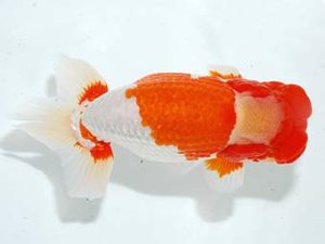 横浜観魚会　取締二　小山徹志