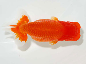 房総らんちう会　東大関　作本守聡　君津市