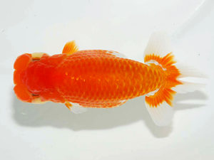 房総らんちう会 勧進元一 能勢重徳　千葉市