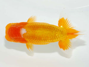 房総らんちう会 勧進元二　船宝克行　御宿町