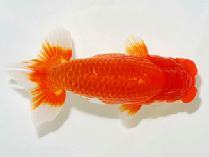 房総らんちう会 行司一　泉澤豊一　浦安市