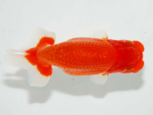 房総らんちう会 行司二　野上　清　鴨川市