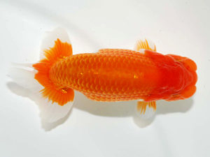 房総らんちう会 行司三　鈴木　薫　富津市