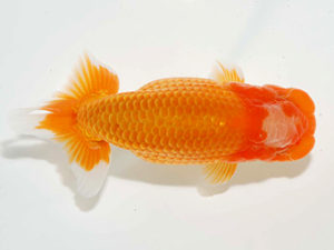 房総らんちう会 脇行司二　鈴木　薫　富津市