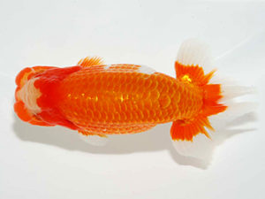 房総らんちう会　西大関　作本守聡　君津市