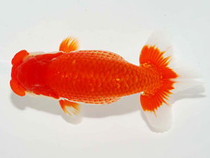 房総らんちう会　立行司　藤川直子　横浜市