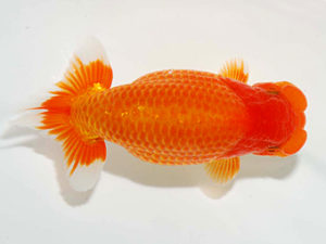 房総らんちう会　取締一　堀切輝雄　富津市