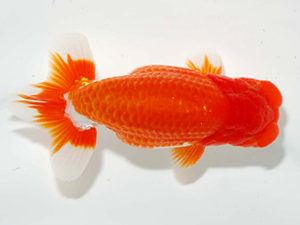 房総らんちう会　取締二　堀切輝雄　富津市