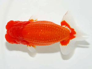 房総らんちう会 東関脇　船宝　務　御宿町